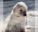 Small Photo #3 English Cream Golden Retriever Puppy For Sale in ORLANDO, FL, USA