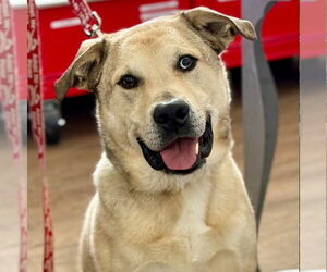 Cash - Male Anatolian Shepherd-Unknown Mix Dog for Adoption - Photo #13