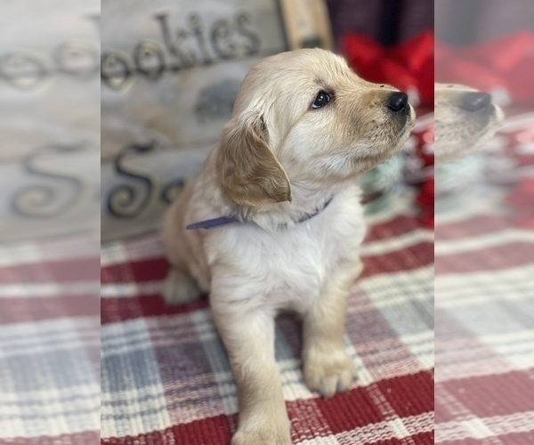 Medium Photo #14 Golden Retriever Puppy For Sale in SMITHVILLE, TX, USA