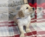 Small Photo #14 Golden Retriever Puppy For Sale in SMITHVILLE, TX, USA