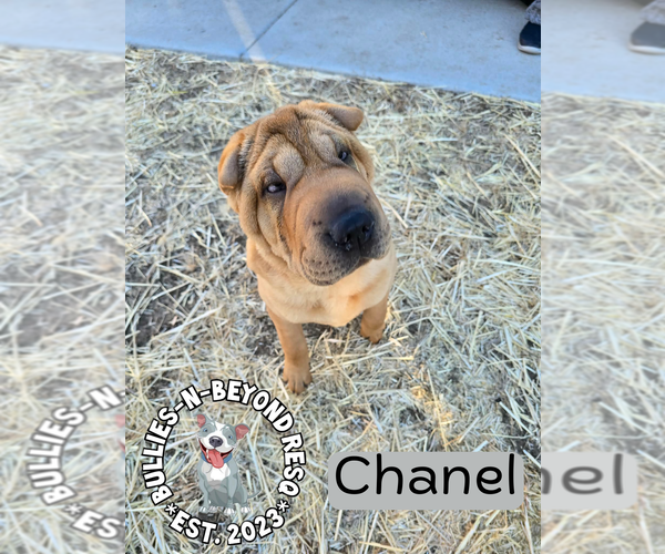 Medium Photo #9 Mutt Puppy For Sale in Omaha, NE, USA