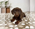 Small #6 Dachshund