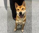 Small #1 Shiba Inu Mix