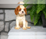 Puppy Bruce Cavalier King Charles Spaniel