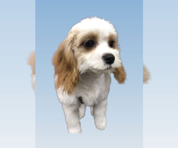 Medium Photo #2 Cavalier King Charles Spaniel-Unknown Mix Puppy For Sale in Lincolnwood, IL, USA