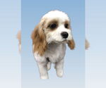 Small #1 Cavalier King Charles Spaniel Mix