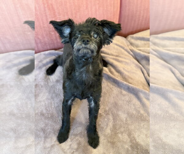 Medium Photo #2 Maltese-Unknown Mix Puppy For Sale in Pacolet, SC, USA