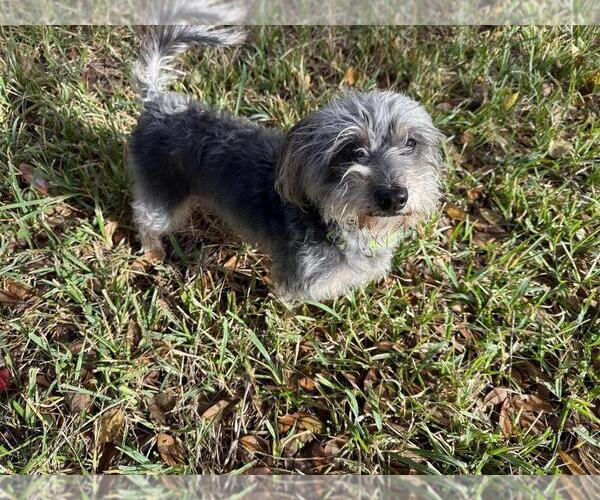 Medium Photo #2 Mutt Puppy For Sale in Missouri City, TX, USA