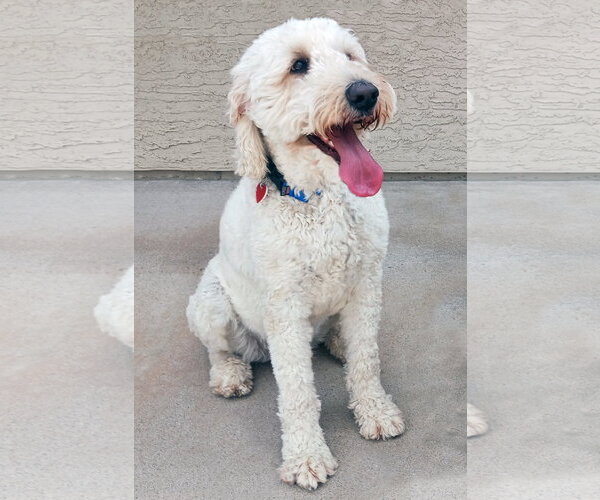 Medium Photo #1 Goldendoodle Puppy For Sale in Glendale , AZ, USA