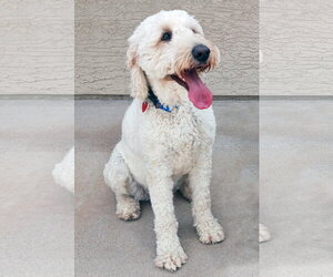Goldendoodle Dogs for adoption in Glendale , AZ, USA