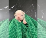 Puppy Gandalf AKC Boston Terrier
