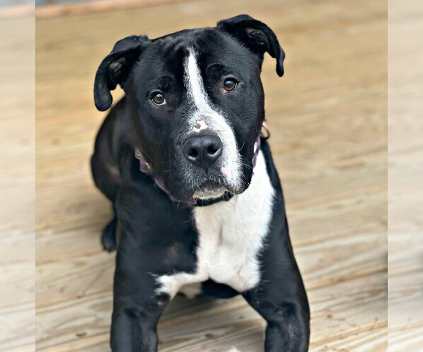 Medium Photo #4 American Staffordshire Terrier Puppy For Sale in Cranford, NJ, USA