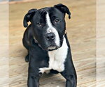 Small #3 American Staffordshire Terrier