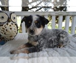 Small Photo #4 Australian Cattle Dog-English Shepherd Mix Puppy For Sale in HONEY BROOK, PA, USA