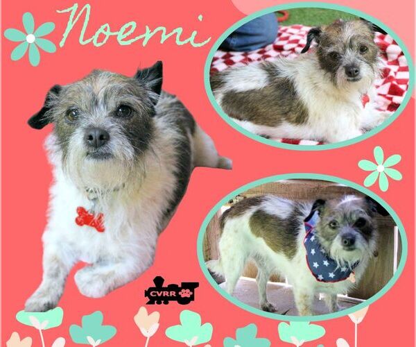 Medium Photo #1 Mutt Puppy For Sale in Lindsay, CA, USA