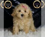Puppy 18 Maltipoo