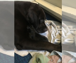 Mother of the Labrador Retriever puppies born on 05/25/2019