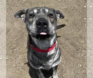 Sharberian Husky Dogs for adoption in Orange, CA, USA