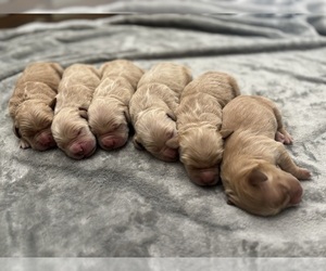 Golden Retriever Puppy for sale in CERES, CA, USA