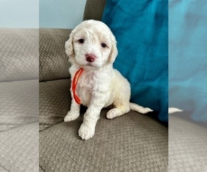 Goldendoodle Puppy for sale in PENSACOLA, FL, USA