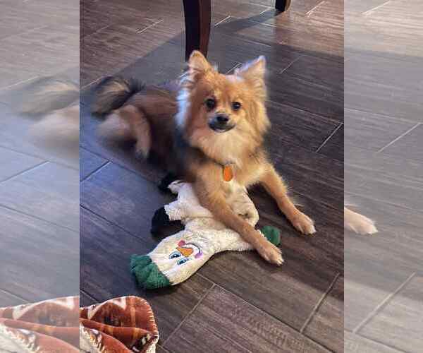 Medium Photo #2 Mutt Puppy For Sale in Katy, TX, USA