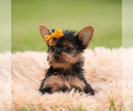 Small #6 Yorkshire Terrier