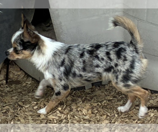 Medium Photo #3 Chihuahua Puppy For Sale in NEWVILLE, PA, USA