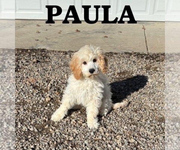 Medium Photo #3 Cock-A-Poo Puppy For Sale in HARTLAND, MN, USA