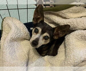 Rat-Cha Dogs for adoption in Princeton, MN, USA