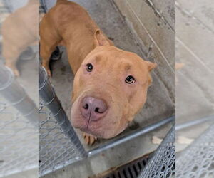 American Pit Bull Terrier Dogs for adoption in Easton, MD, USA