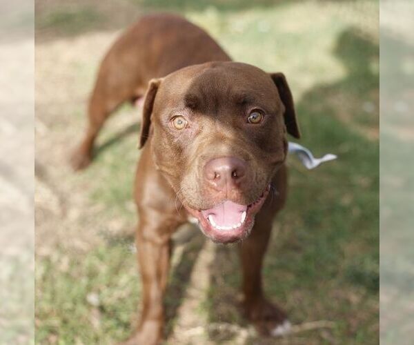 Medium Photo #2 American Staffordshire Terrier-Unknown Mix Puppy For Sale in San Antonio, TX, USA