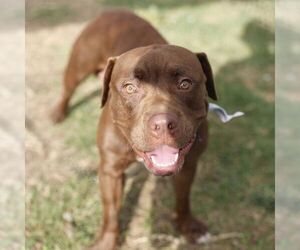 BENSON - Male American Staffordshire Terrier-Unknown Mix Dog for Adoption - Photo #2