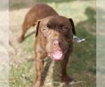 Small Photo #2 American Staffordshire Terrier-Unknown Mix Puppy For Sale in San Antonio, TX, USA