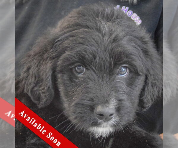 Medium Photo #1 Golden Retriever-Unknown Mix Puppy For Sale in Huntley, IL, USA