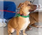 Small #3 Retriever  Mix