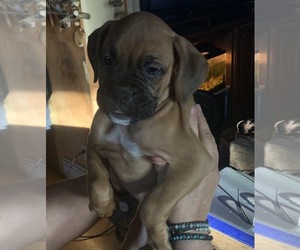 Boxer Puppy for sale in VENTURA, CA, USA
