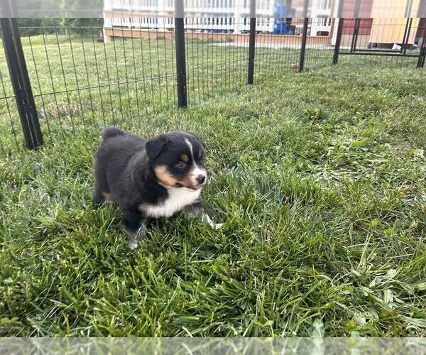 Medium Photo #6 Australian Shepherd Puppy For Sale in JEROMESVILLE, OH, USA