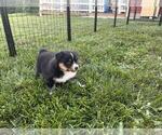 Small #5 Australian Shepherd