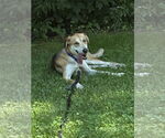 Small #1 Mutt