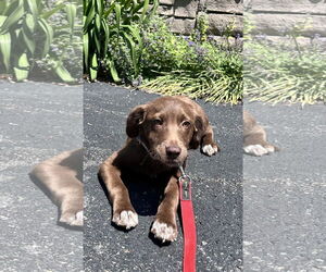 Mutt Dogs for adoption in Sterling, MA, USA