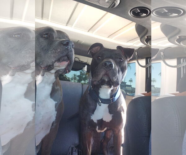 Medium Photo #8 American Staffordshire Terrier-Labrador Retriever Mix Puppy For Sale in Chandler, AZ, USA