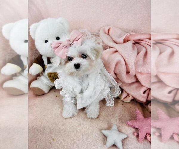 Medium Photo #7 Maltese Puppy For Sale in TAMPA, FL, USA
