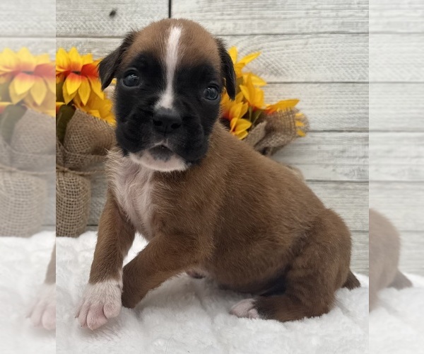Medium Photo #12 Boxer Puppy For Sale in PAWNEE CITY, NE, USA