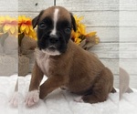 Small #11 Boxer