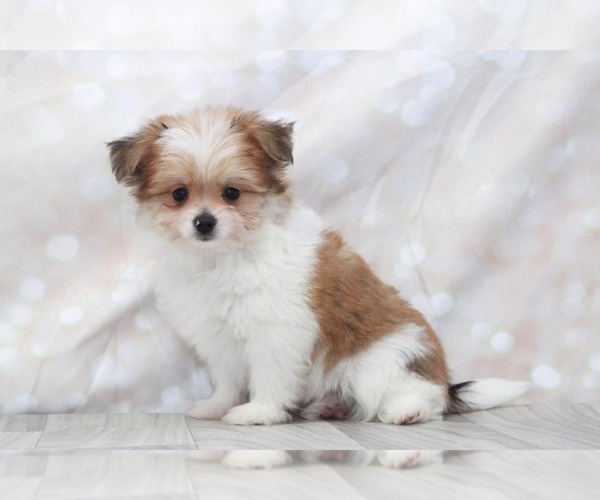 Medium Photo #1 Yoranian Puppy For Sale in MARIETTA, GA, USA