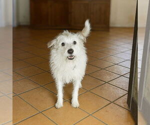Mutt Dogs for adoption in Vail, AZ, USA