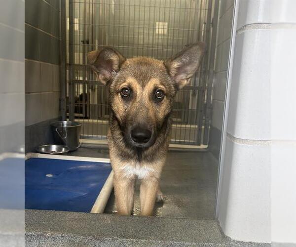 Medium Photo #1 German Shepherd Dog-Unknown Mix Puppy For Sale in San Antonio, TX, USA