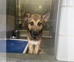 Small German Shepherd Dog Mix