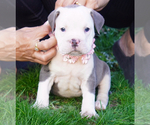 Small #3 American Bully