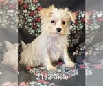 Small Photo #5 Poodle (Toy)-Yorkshire Terrier Mix Puppy For Sale in CLARE, IL, USA